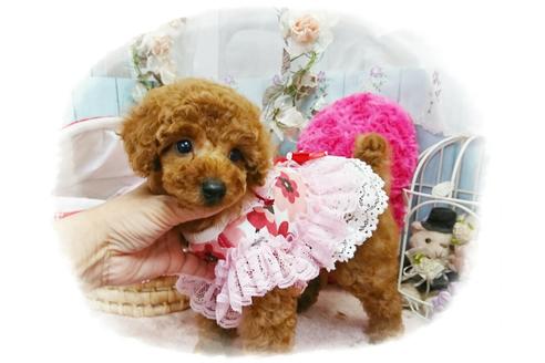 成約済の岡山県のトイプードル-59884