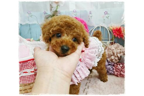 成約済の岡山県のトイプードル-59884の2枚目