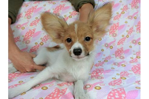 成約済の千葉県のパピヨン-57244の7枚目