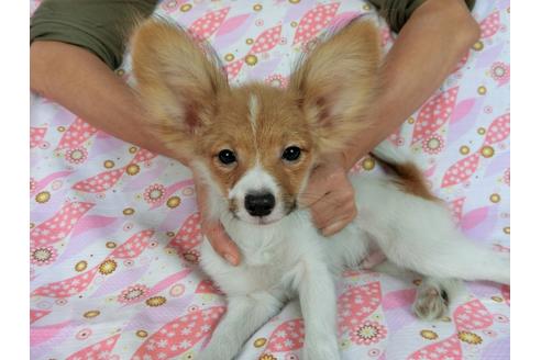 成約済の千葉県のパピヨン-57244の6枚目