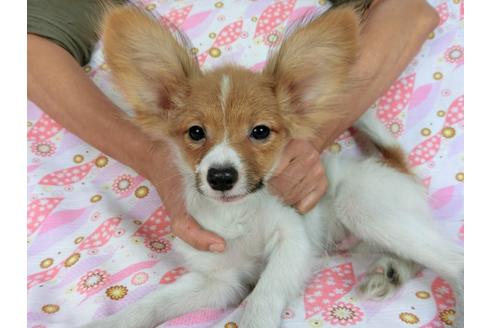 成約済の千葉県のパピヨン-57244の5枚目