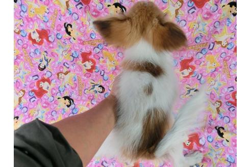 成約済の千葉県のパピヨン-57244の4枚目