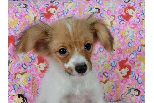 成約済の千葉県のパピヨン-57244の3枚目