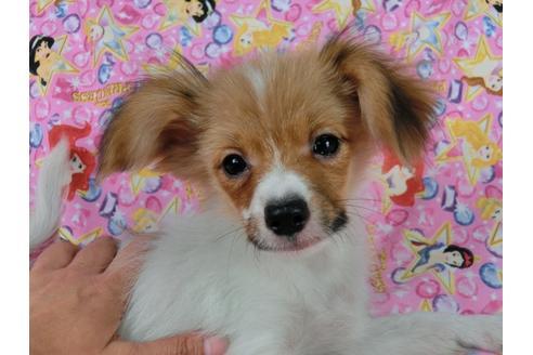 成約済の千葉県のパピヨン-57244の2枚目