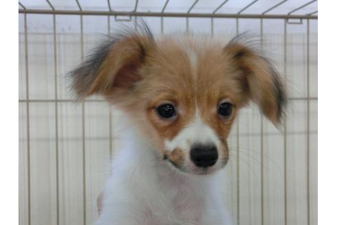 成約済の千葉県のパピヨン-57244の1枚目