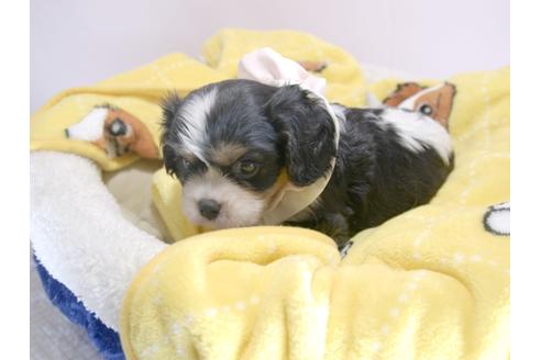 成約済の埼玉県のキャバリアキングチャールズスパニエル-58778の9枚目