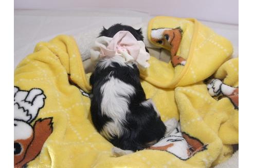 成約済の埼玉県のキャバリアキングチャールズスパニエル-58778の7枚目