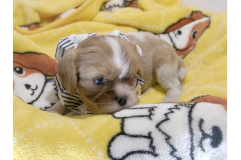 成約済の埼玉県のキャバリアキングチャールズスパニエル-59221の3枚目
