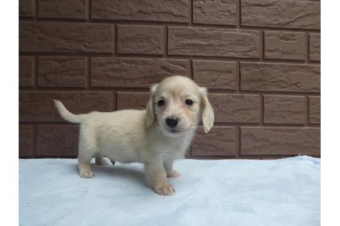 成約済の埼玉県のミニチュアダックスフンド(ロングヘアード)-59646の6枚目