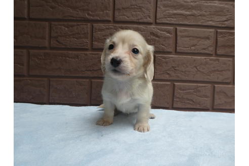 成約済の埼玉県のミニチュアダックスフンド(ロングヘアード)-59646の5枚目