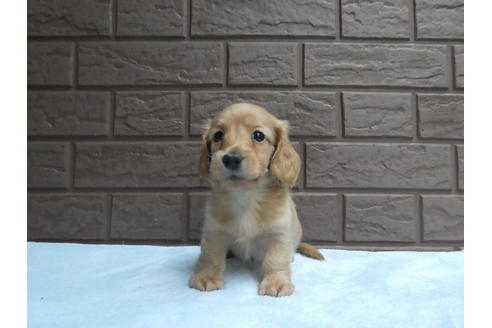 成約済の埼玉県のカニンヘンダックスフンド(ロングヘアード)-59892の5枚目