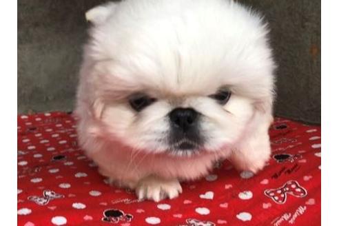 成約済の山梨県のペキニーズ-57682の1枚目