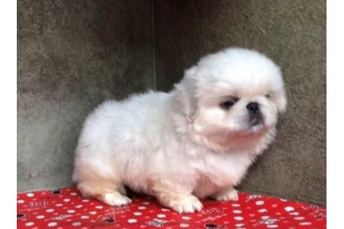 成約済の山梨県のペキニーズ-57682の2枚目