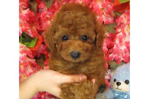 成約済の茨城県のトイプードル-59972の2枚目