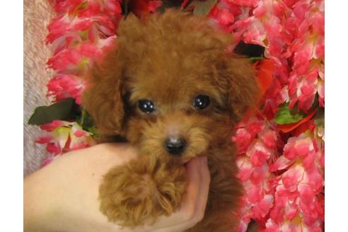 成約済の茨城県のトイプードル-59973の1枚目