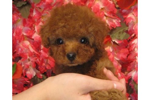 成約済の茨城県のトイプードル-59975の1枚目