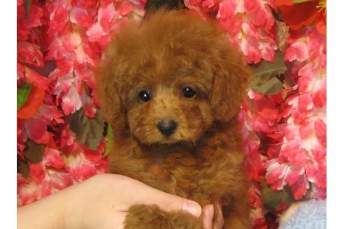 成約済の茨城県のトイプードル-59978の2枚目