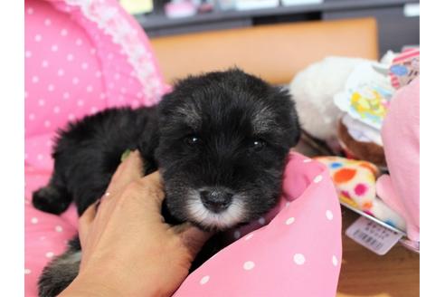 成約済の大阪府のミニチュアシュナウザー-60016の1枚目