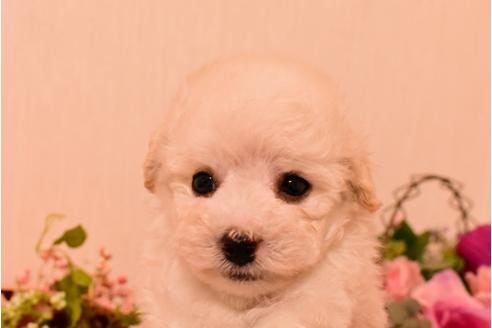 成約済の大阪府のトイプードル-60019の4枚目