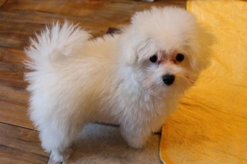 成約済の愛知県のトイプードル-55451の7枚目