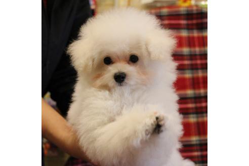 成約済の愛知県のトイプードル-55451の1枚目
