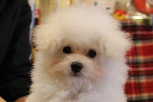 成約済の愛知県のトイプードル-55451の6枚目