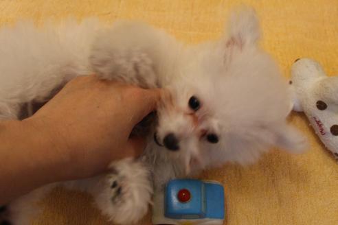 成約済の愛知県のトイプードル-55451の5枚目