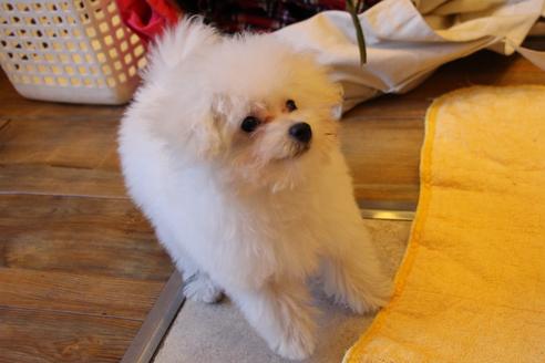 成約済の愛知県のトイプードル-55451の4枚目