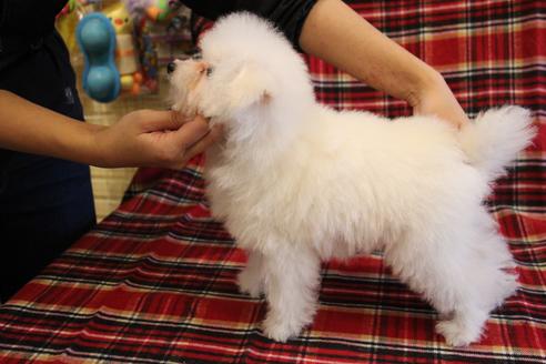 成約済の愛知県のトイプードル-55451の3枚目