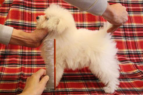 成約済の愛知県のトイプードル-55451の2枚目