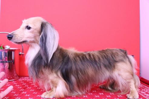 成約済の愛知県のカニンヘンダックスフンド(ロングヘアード)-60026の1枚目