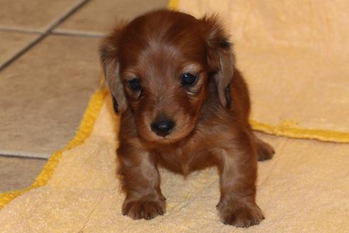 成約済の愛知県のカニンヘンダックスフンド(ロングヘアード)-58269の11枚目