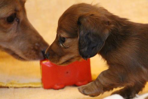 成約済の愛知県のカニンヘンダックスフンド(ロングヘアード)-58269の10枚目