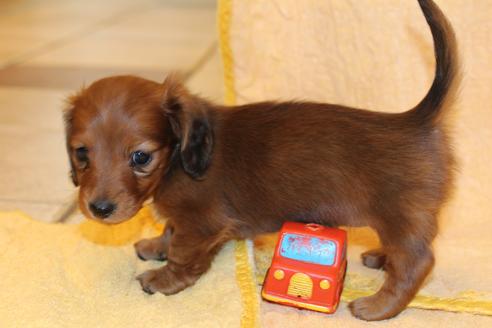 成約済の愛知県のカニンヘンダックスフンド(ロングヘアード)-58269の9枚目