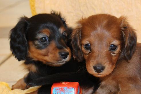 成約済の愛知県のカニンヘンダックスフンド(ロングヘアード)-58269の8枚目