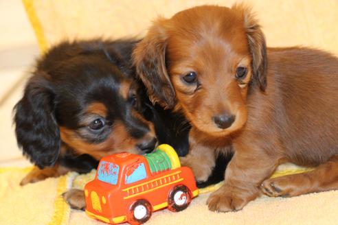 成約済の愛知県のカニンヘンダックスフンド(ロングヘアード)-58269の7枚目