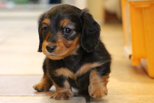 成約済の愛知県のカニンヘンダックスフンド(ロングヘアード)-58270の15枚目