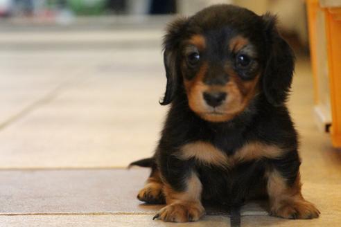 成約済の愛知県のカニンヘンダックスフンド(ロングヘアード)-58270の14枚目