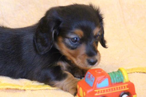 成約済の愛知県のカニンヘンダックスフンド(ロングヘアード)-58270の13枚目