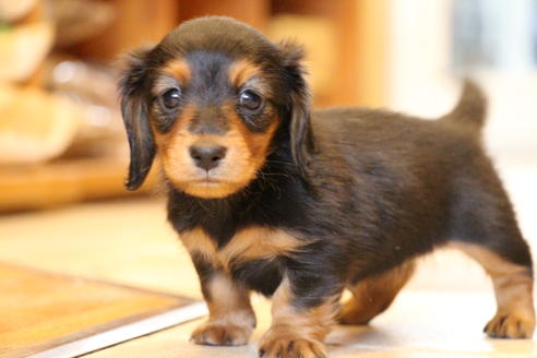 成約済の愛知県のカニンヘンダックスフンド(ロングヘアード)-58270の12枚目