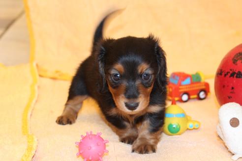 成約済の愛知県のカニンヘンダックスフンド(ロングヘアード)-58270の11枚目