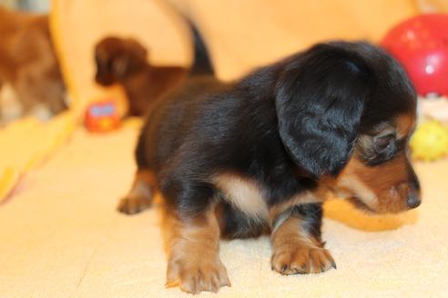 成約済の愛知県のカニンヘンダックスフンド(ロングヘアード)-58270の10枚目