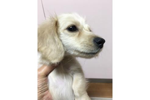 成約済の広島県のミニチュアダックスフンド(ロングヘアード)-59758の5枚目