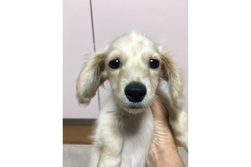 成約済の広島県のミニチュアダックスフンド(ロングヘアード)-59758の1枚目