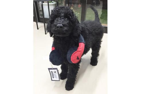 成約済の東京都のミックス犬-60034の6枚目