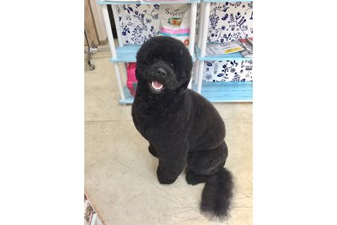 成約済の東京都のミックス犬-60034の4枚目
