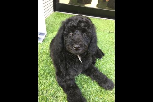 成約済の東京都のミックス犬-60034の2枚目