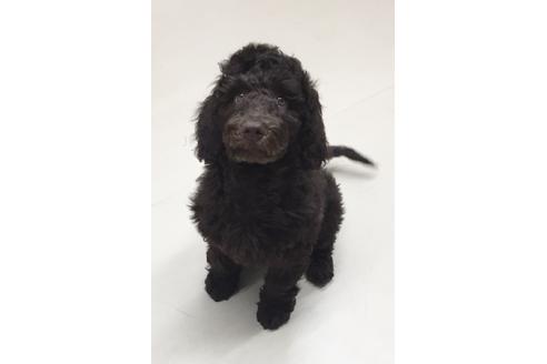 成約済の東京都のミックス犬-60036の1枚目