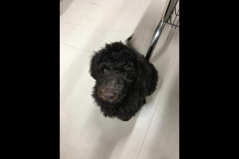 成約済の東京都のミックス犬-60036の7枚目