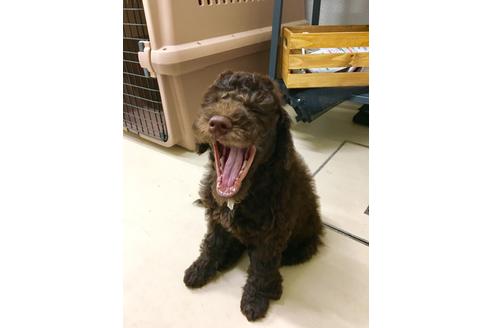 成約済の東京都のミックス犬-60036の4枚目